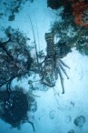 22a - A huge spiny lobster -
