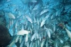 13a - A lot of fish -- dinner! -