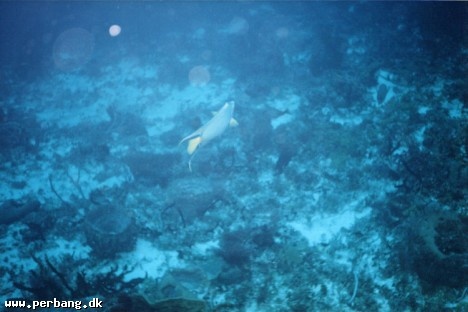 33a - A fish in a new perspectice -