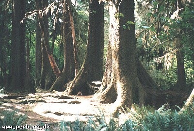 3 -