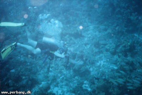 07a - PB catching dinner -