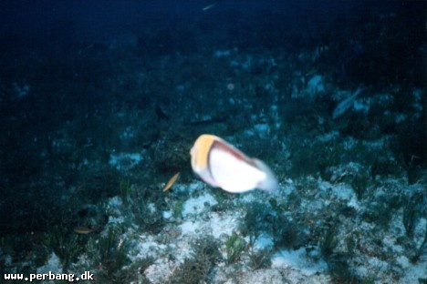 28a - Fish showing ass -