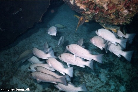 10a - Fish under the reef -