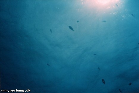 20a - big blue -