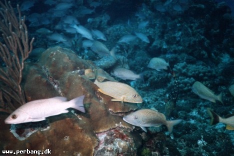 16 - Even more fish -