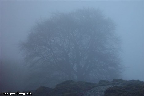 Xmas walk 013 -