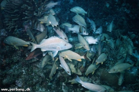 15 - More fish -