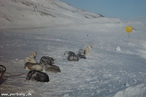 Dogsled 2 -