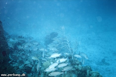 17 - Fish at a distance -