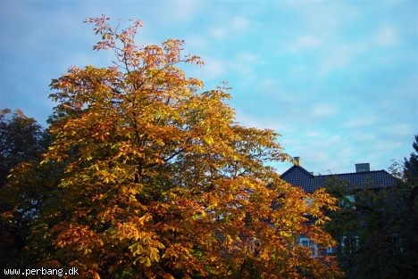 DSC02370 -