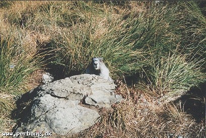 3 -