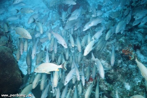 13a - A lot of fish -- dinner! -