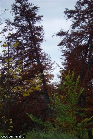 DSC02375 -