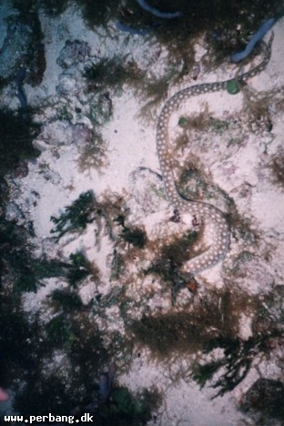 21a - A snake -