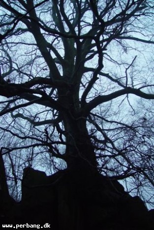 Xmas walk 006 -