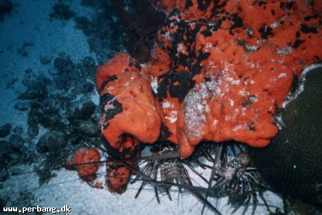 23a - Spiny lobsters under the red reef -
