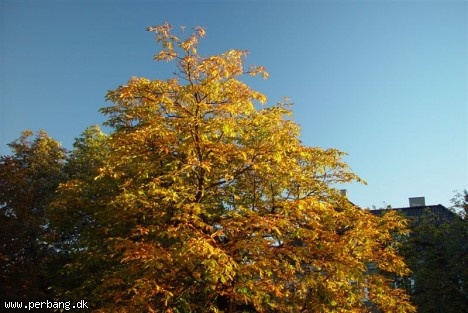 DSC02367 -