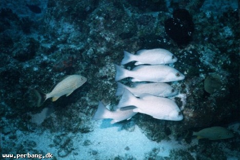 11a - more fish -