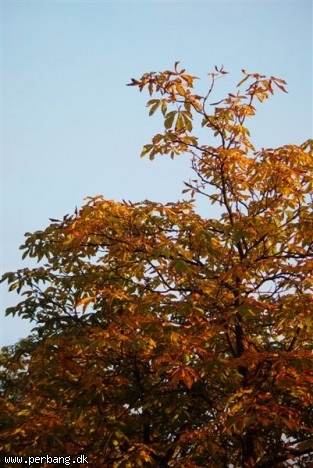 DSC02358 -
