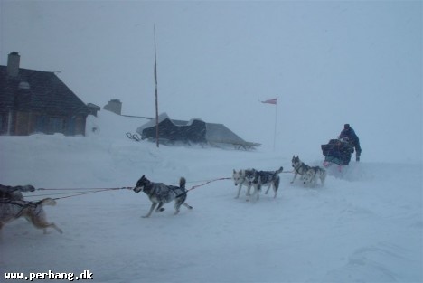 Dogsled -
