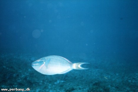 04a - A fish!!! -