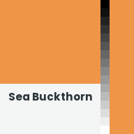 Color chip: Sea Buckthorn