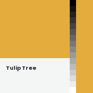 Color chip: Tulip Tree