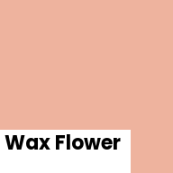 Color chip: Wax Flower