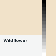Color chip: Wildflower